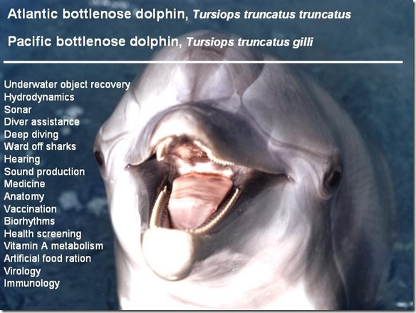 Navy Dolphins - Bio Bottlenose