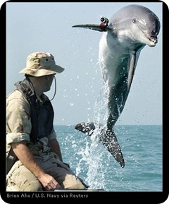 Navy Dolphins - Presentation Signature