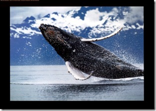 Baleine à bosse