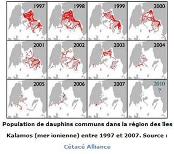 Dauphin commun Dauphin commun