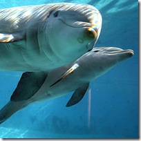 dauphins - Source Wikipedia dauphins - Source Wikipedia