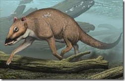 Carl Buell - Indohyus, ancêtre des cétacés