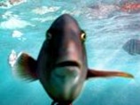 Poisson sonné