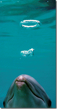 Les dauphins sont passés maîtres dans l'art surprenants des "bubble rings"