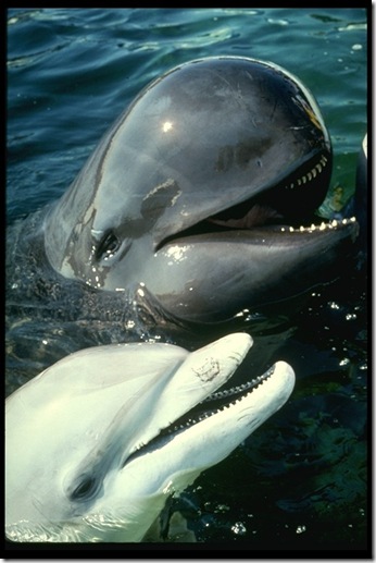 Un dauphin (albinos) et un globicéphale. Source : http://www.exzooberance.com/virtual%20zoo/they%20swim/whale/whale.htm