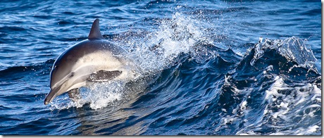 Nick Chill - Dauphins dans une vauge