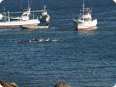 Save Japan Dolphins - Pêcheurs à Taiji