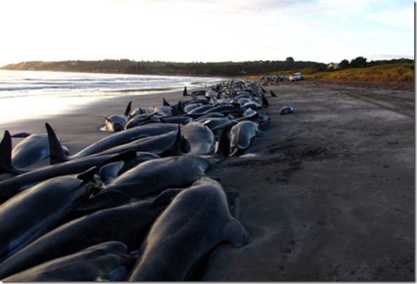 Echouage de cétacés en Australie. Les échouages de dauphins restent, à l'heure actuelle, mal compris