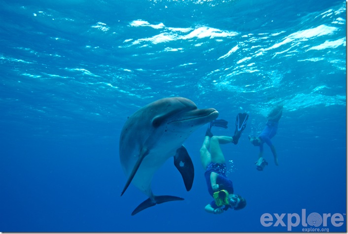 La scientifique Denise Herzing du Wild Dolphin Project avec un dauphin tacheté des Bahamas