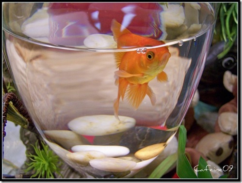 Le dauphin, un animal du même niveau d'intelligence que le poisson rouge