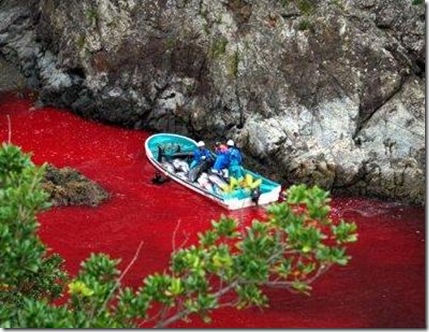Massacres de dauphins à Taiji - La mer rouge sang