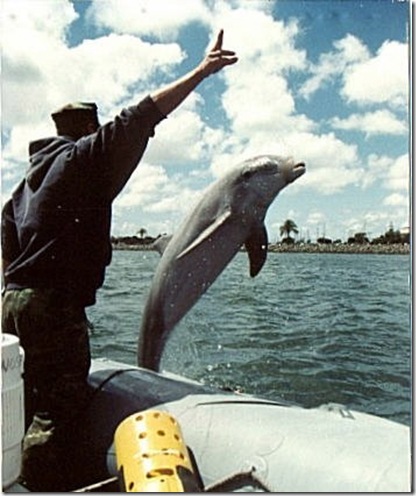 Les Navy Dolphins. On peut voir sur la photo que les dauphins militaires sont muselés pour les empêcher de reprendre le large...