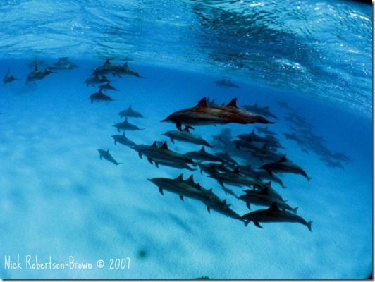 Nick Robertson-Brown - Tribu de dauphins communs
