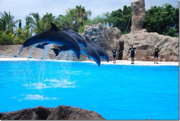 Photo de mavur - dauphins captifs dans un delphinarium