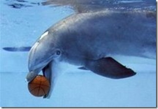 Source - Agence Reuters. Dauphin captif jouant avec un ballon de basket