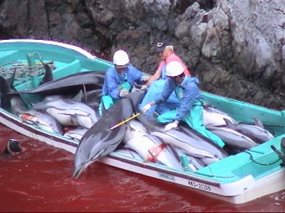 Les massacres de dauphins au Japon (ici à Taiji) ont été condamnés par la Cour International de Justice des Droits de l'Animal