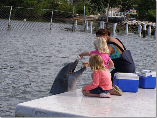 Un exemple des activités menées au Dolphin Research Center...