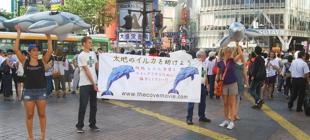 Actions pour les Dauphins