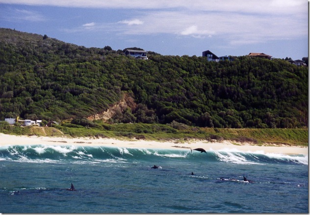 duncansapien - Dauphins à Plettenburg Bay, Afrique du Sud