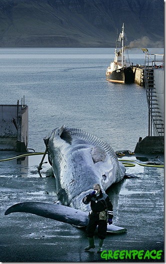 22 Octobre 2006 - Hvalfjörour, Islande. Un rorqual commun menacé d'extinction harponnée hier est ramené dans le port de Hvalfjörour, Islande. Le rorqual commun est le premier chassé en Islande et il marque la reprise de la chasse baleinière commerciale dans le pays. Le Blog sur les Dauphins s'associe à Greenpeace pour condamner cet acte de tuerie d'un baleine en voie d'extinction, en tant que gaspillage insensé, et déclarer qu'il n'y a pas de justification économique ou scientifique à cette chasse. ©2006 Greenpeace/ Ragnar Axelsson