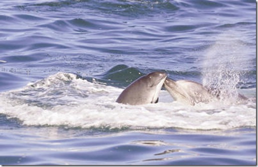 Dauphin frappant un marsouin avec son rostre - Photo de Mercury