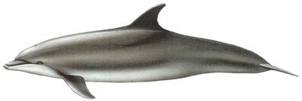 Grand Dauphin (Tursiops truncatus) - Image www.dfo-mpo.gc.ca