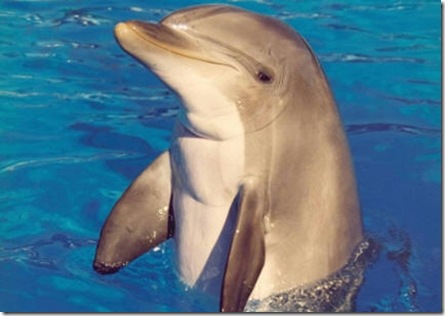 Grand dauphin - Photo Georges Merlin - L'Internaute magazine