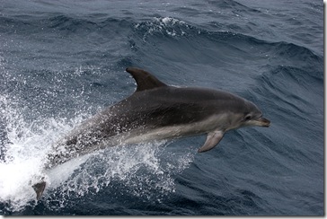 Lacewing - Dauphin dans les vagues