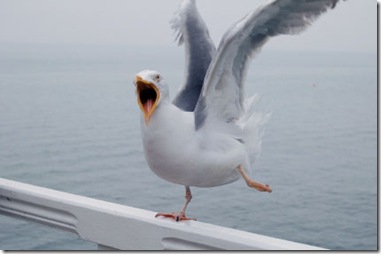Mouette - Photo de seagull-control.co.uk