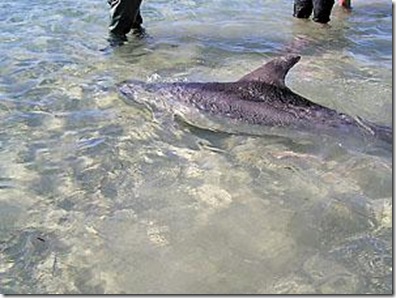 Sauvetage - Le dauphin échoué retrouve l'eau - Photo du Yorke Peninsula Country Times