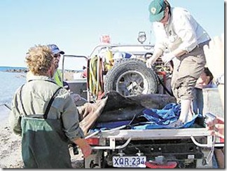 Sauvetage d'un dauphin échoué - Photo du Yorke Peninsula Country Times