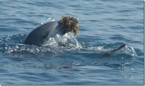 Un dauphin jouant avec une algue