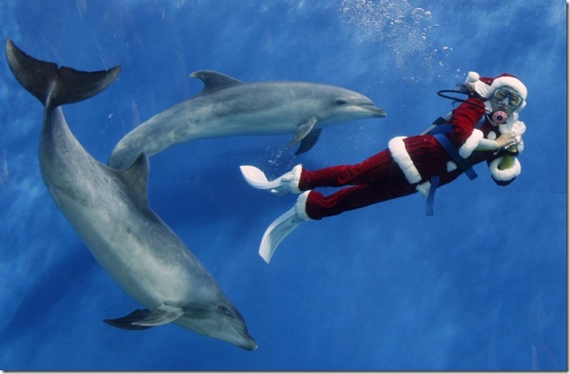 Au Japon, toutes les occasions sont bonnes pour embêter les dauphins captifs...