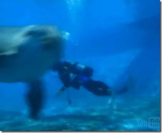 C'est pas sorcier - Les dauphins