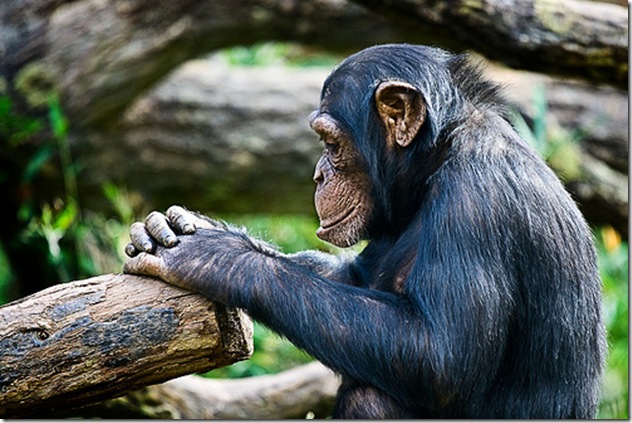 Chimpanzé dans une pose réflexive - Photo irishwildcat