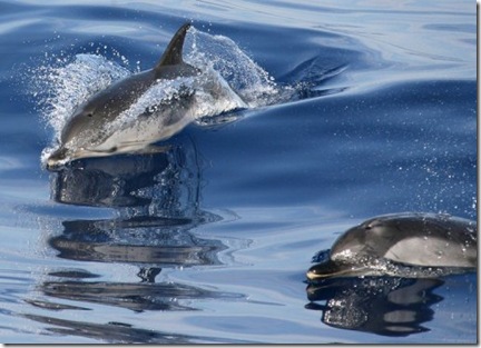 Des dauphins bleu et blanc, le 19 juillet 2006 au large de Nice - Photo AFP