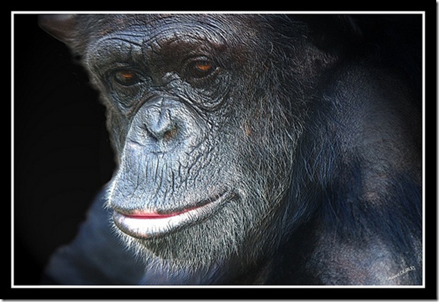 Les grands singes, entre anthropomorphisme et rejet - Photo de lolodoc