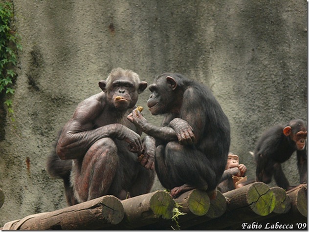 Les stratégies d'adaptation des grands singes ne sont pas sans rappeler les nôtres - Phot de Fabio Labecca Les stratégies d'adaptation des grands singes ne sont pas sans rappeler les nôtres - Phot de Fabio Labecca