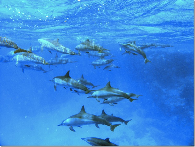 alfonsator - Dauphins communs dans la mer rouge