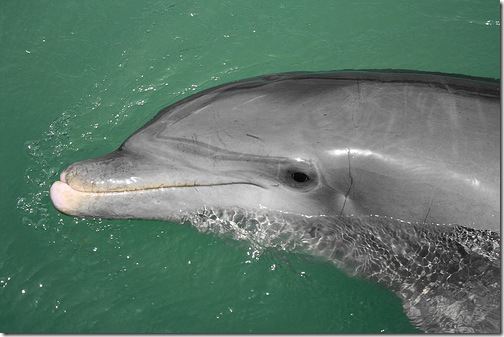 L'intelligence des dauphins en fait-elle des personnes non-humaines - Photo Bobby Chromik ~ Lawcrow L'intelligence des dauphins en fait-elle des personnes non-humaines - Photo Bobby Chromik ~ Lawcrow