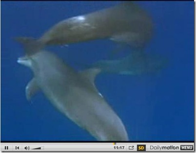 National Geographic - Les Dauphins, Danseurs de l'Océan