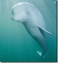 Wilma, un Béluga (Delphinapterus leucas) surnommée ainsi par les habitants de Chedabucto Bay, Nova Scotia. Elle entretient avec eux une relation particulière.