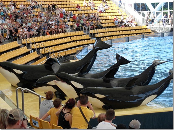 Orques du Loro Parque aux îles Canaries