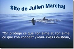 BanniereJulien Marchal