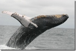 Contre la chasse à la baleine à bosses