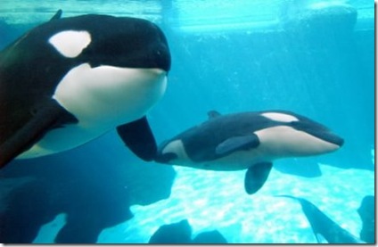 Des.orques.nageant.dans.un.parc.SeaWorld.en.Floride-CyberPresse.ca Des.orques.nageant.dans.un.parc.SeaWorld.en.Floride-CyberPresse.ca