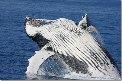 Baleine à bosses - Photo : Micheal.Dawes