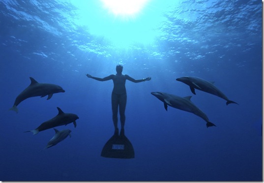 Agissons pour faire cesser le massacre des dauphins des Japon !
