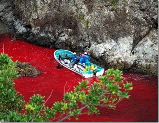 Massacres de dauphins à Taiji - La mer rouge sang