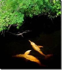 Deux dauphins rose d'Amazonie